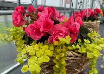 beautiful begonia hanging basket for sale in the breezy acres garden center